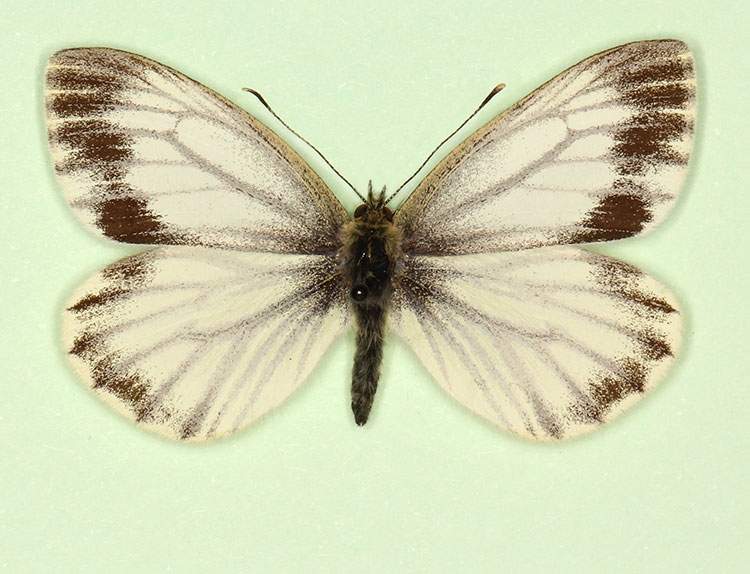 Pieris napi female (aberrant form funebris 2) (Internet Image property of respective owner, non-commercial use only)